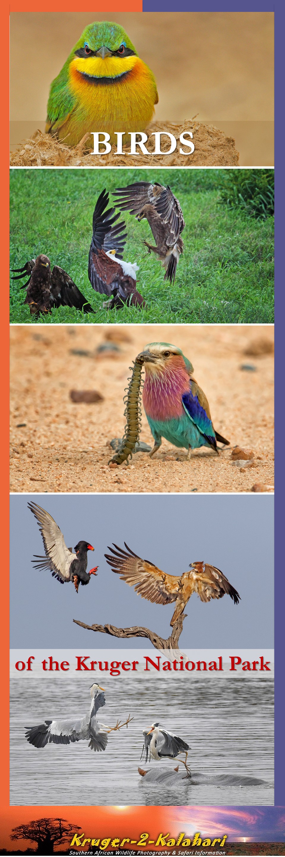 Birds of the Kruger