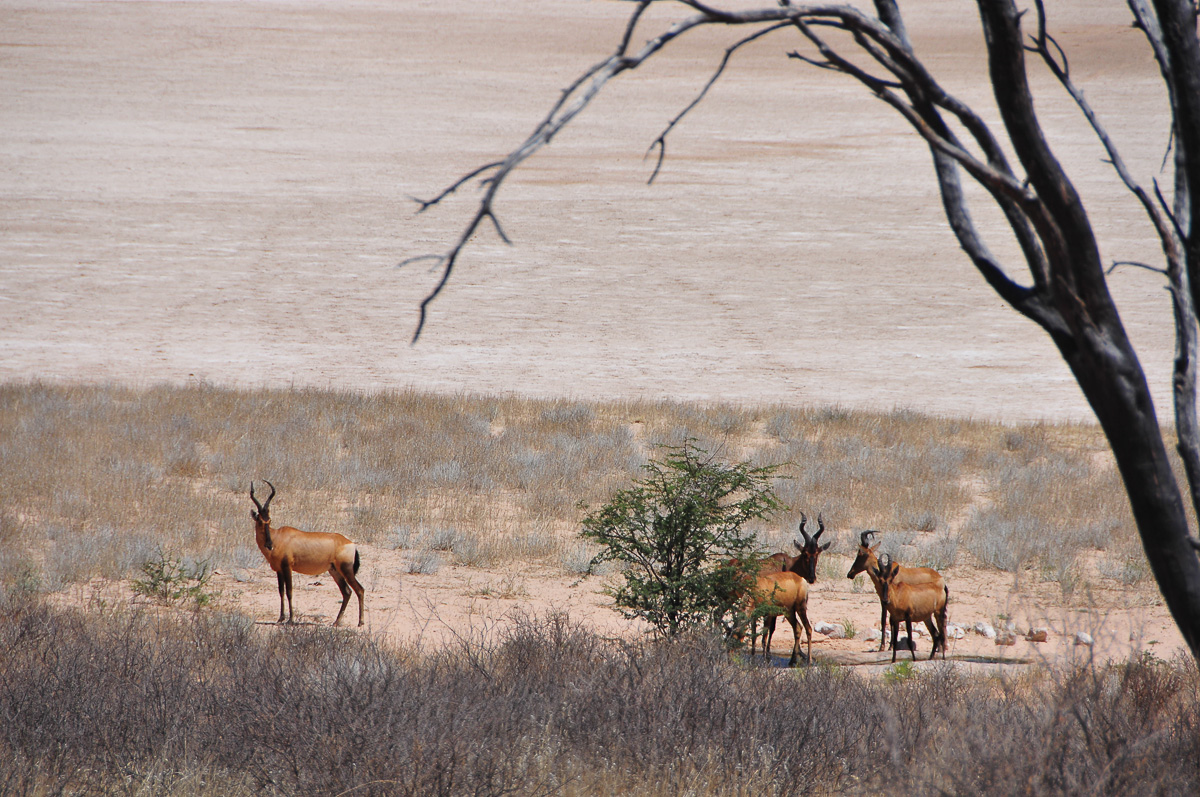 Bitterpan waterhole with Red Hartebeest