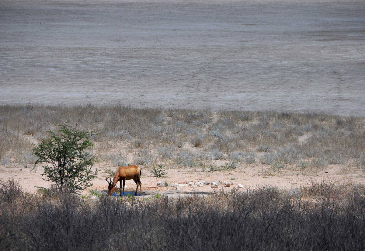 Red Hartebeest drinking at Bitterpan waterhole