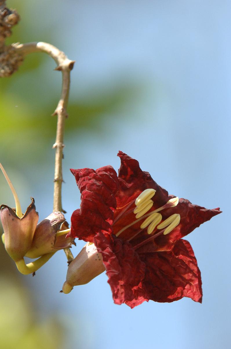 Sausage Tree Flower image taken near Biyamiti camp on a self drive in the Kruger National Park