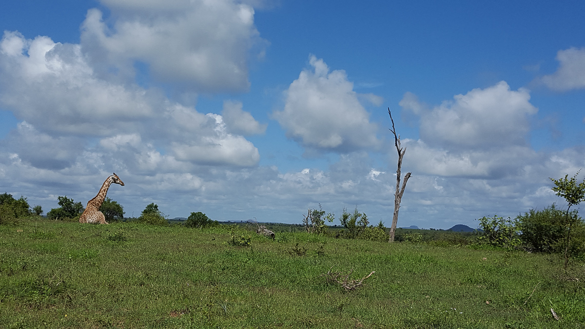 The S139 Biyamiti road leading to Biyamiti Bushveld camp in the Kruger National Park
