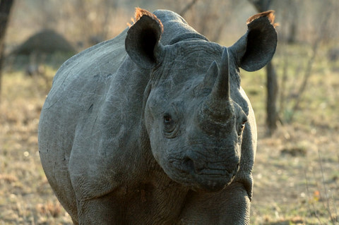 Black rhinoceros, Pilanesberg