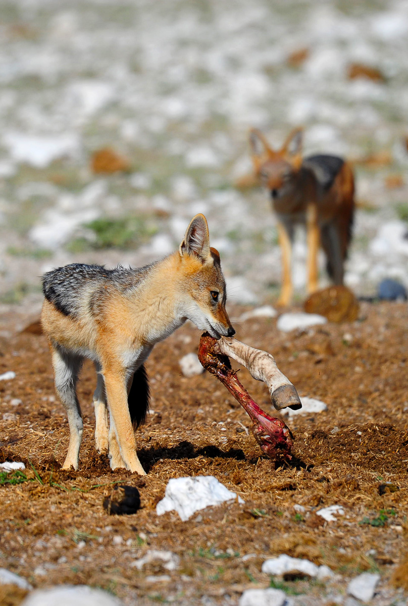 Black backed Jackal with zebra leg while his mate looks on in Etosha