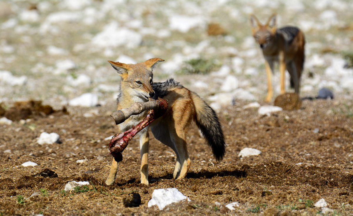Blackbacked Jackal with zebra leg