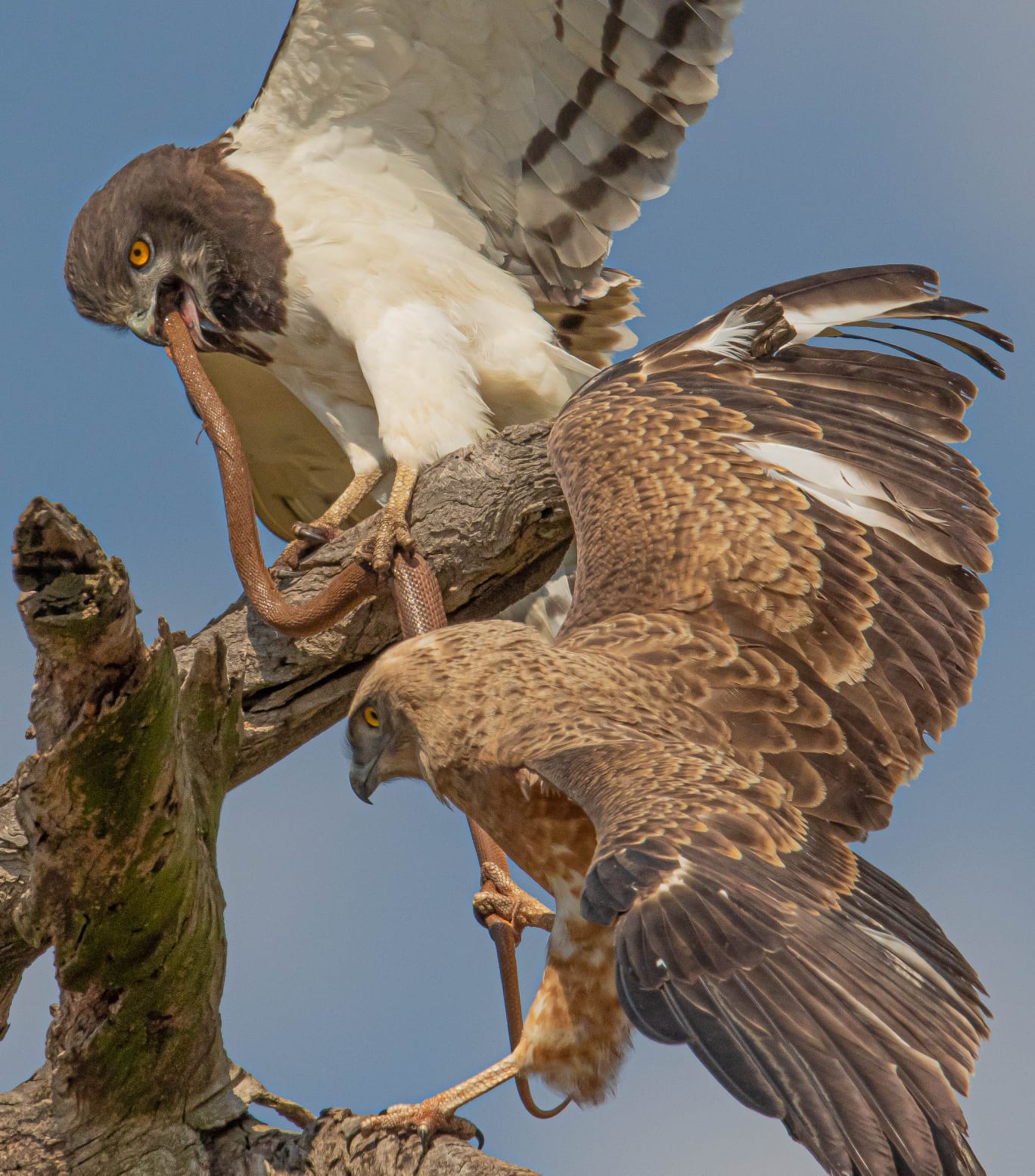 Black breasted snake eagle feeding juvenile Black breasted snake eagle feeding juvenile