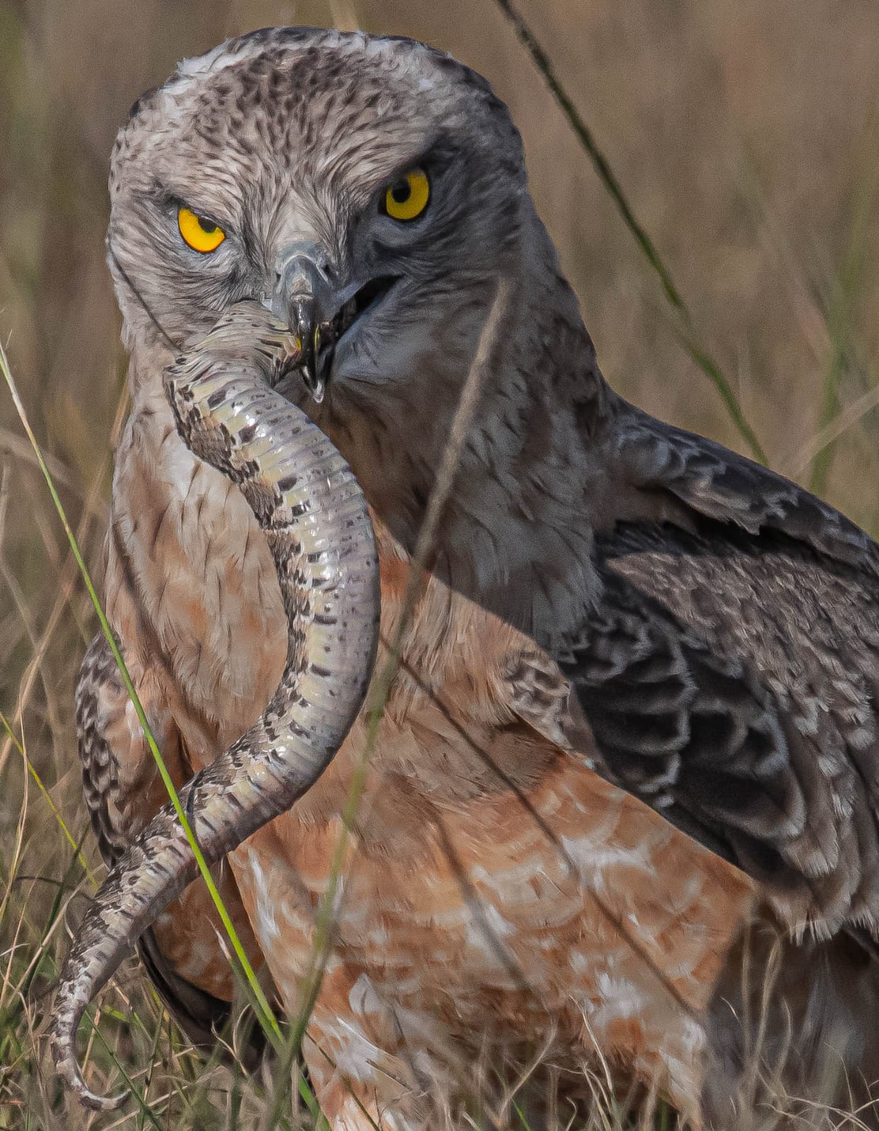 Black breasted snake eagle juvenile eating puff adder Black breasted snake eagle juvenile eating puff adder