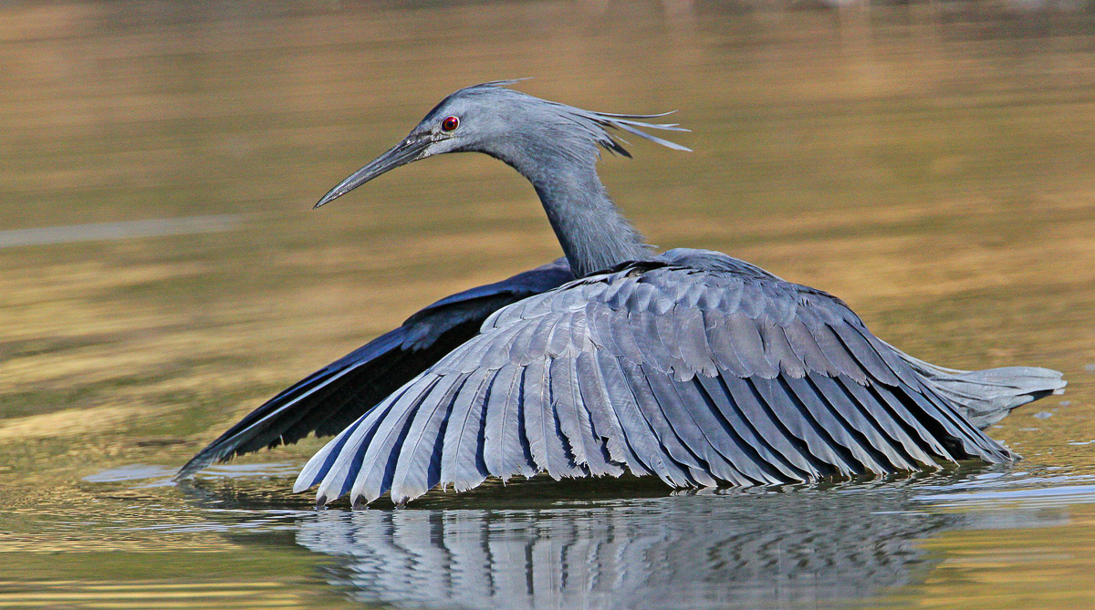 Black Egret fishing at Sweni Hide near Satara in the Kruger National Park