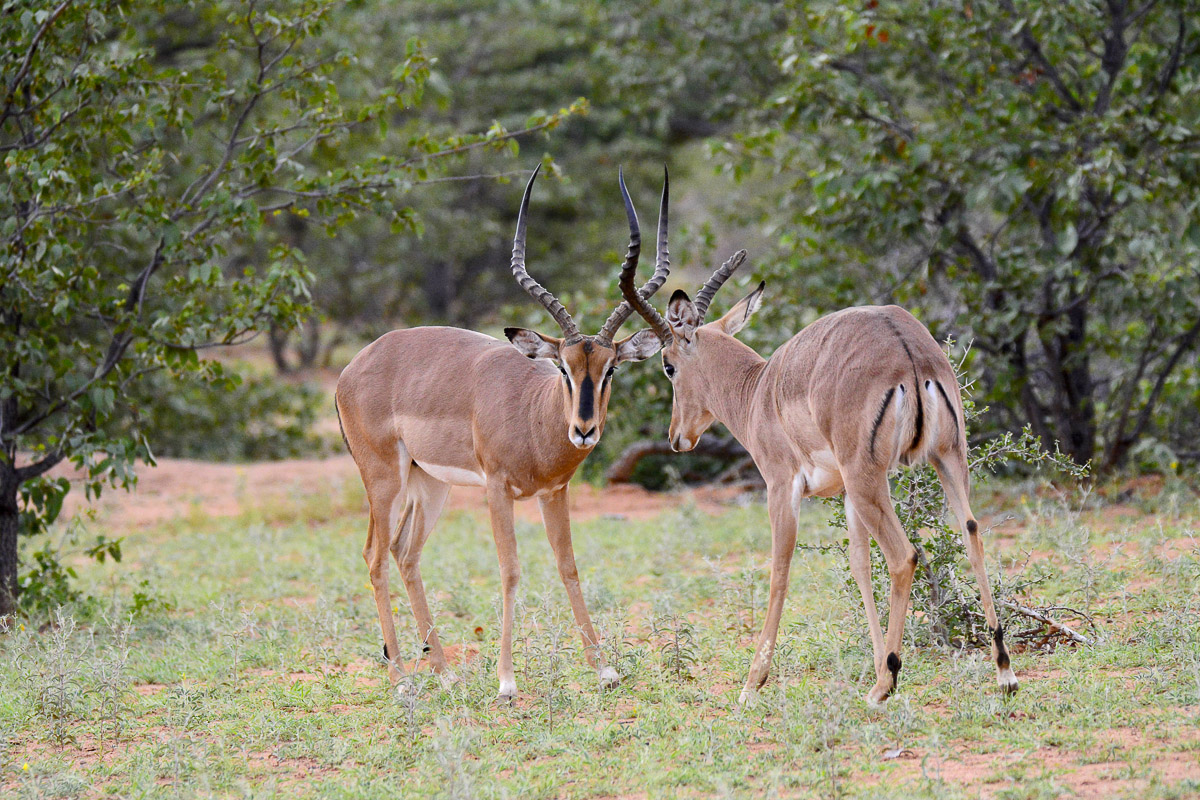 Black faced Impala in western Etosha
