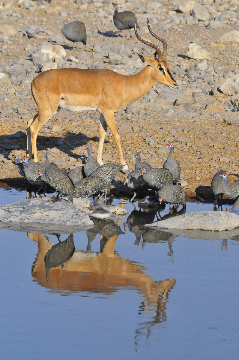 Black faced impala reflection at Halali