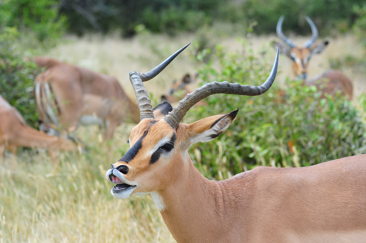 Black faced Impala in Etosha