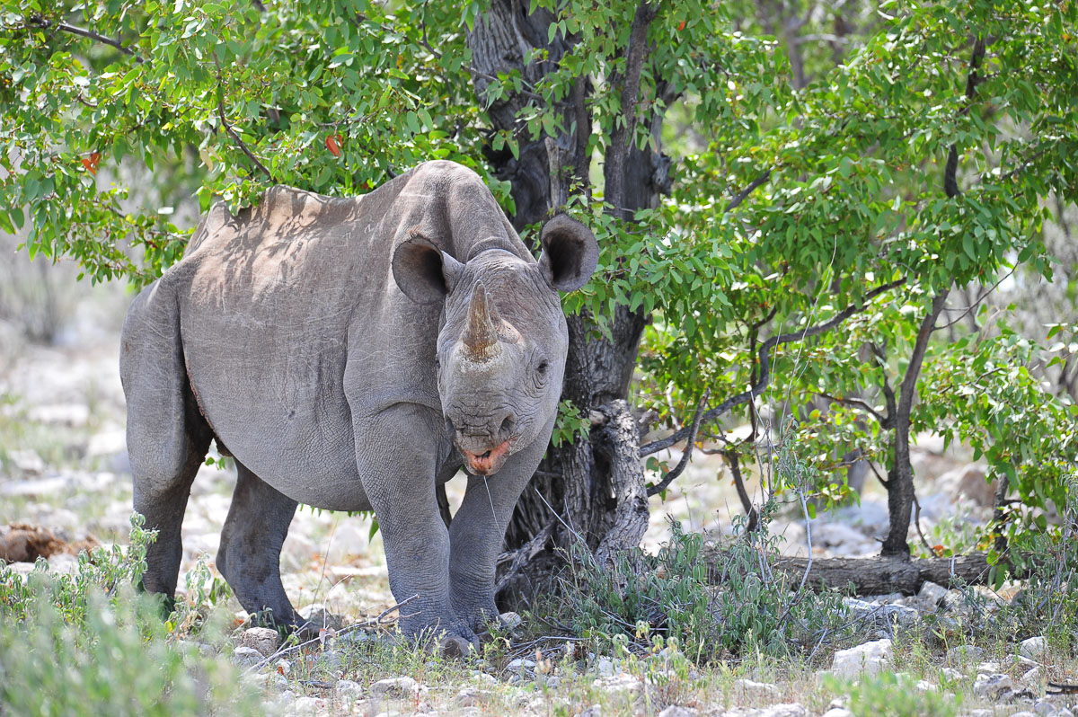 Black rhino under tree in Etosha
