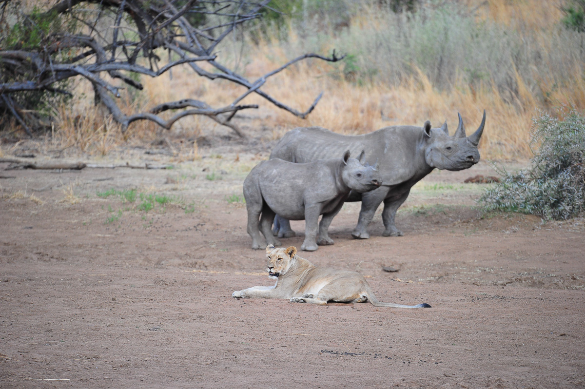 Black rhino and calf with lioness