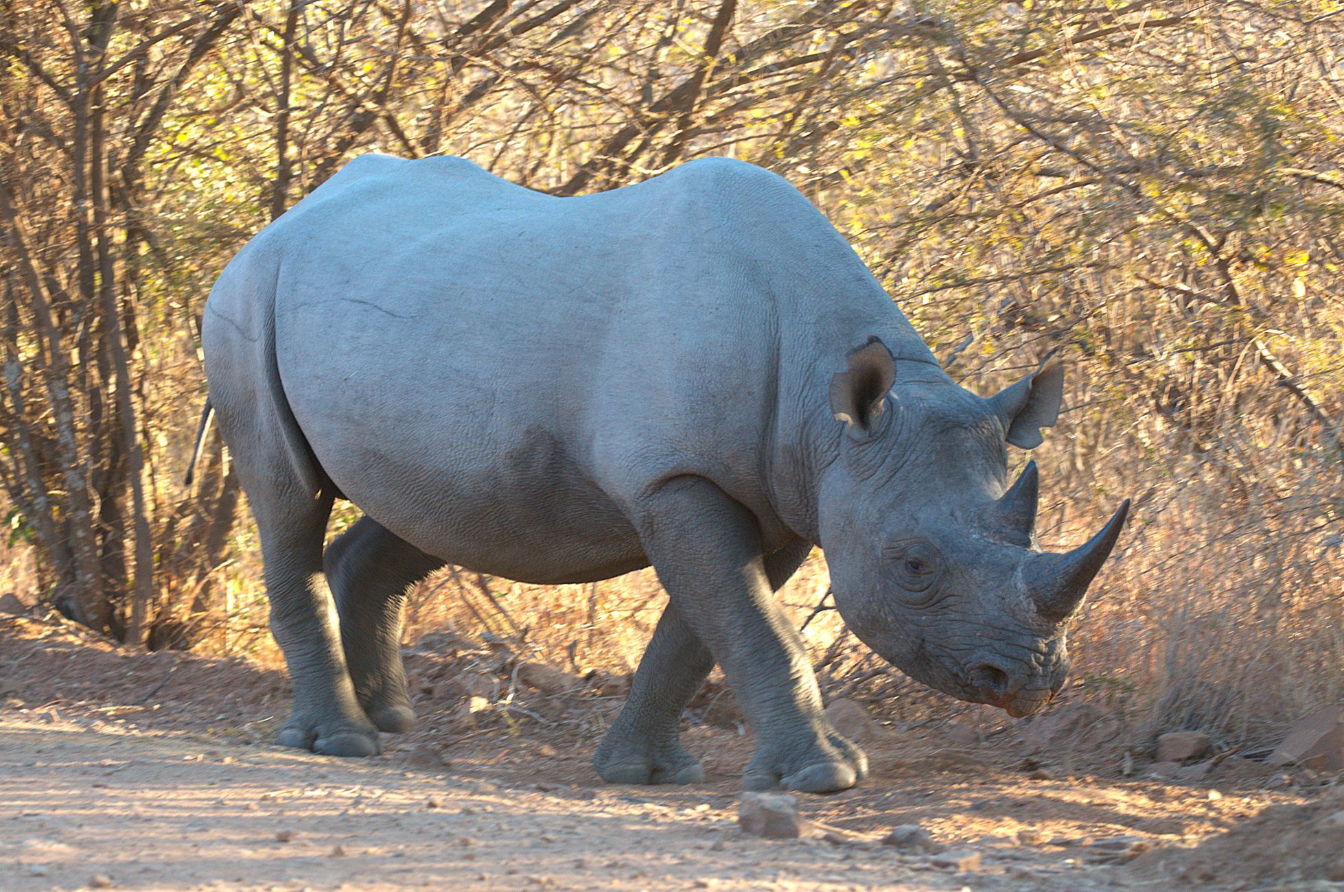 Black Rhino image taken on game drive at Ivory Tree Lodge