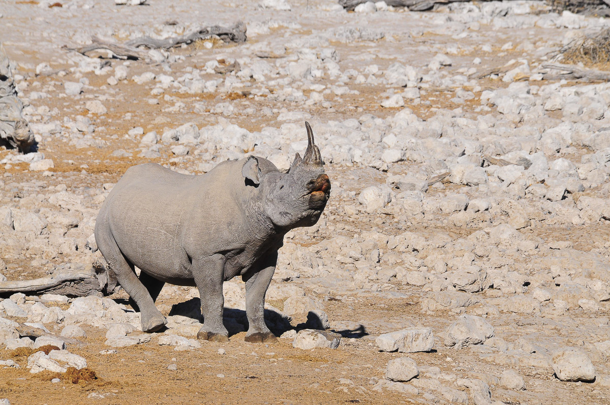 Black rhino enjoying his scratch at Okaukuejo