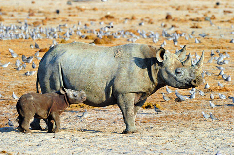 black rhino with calf