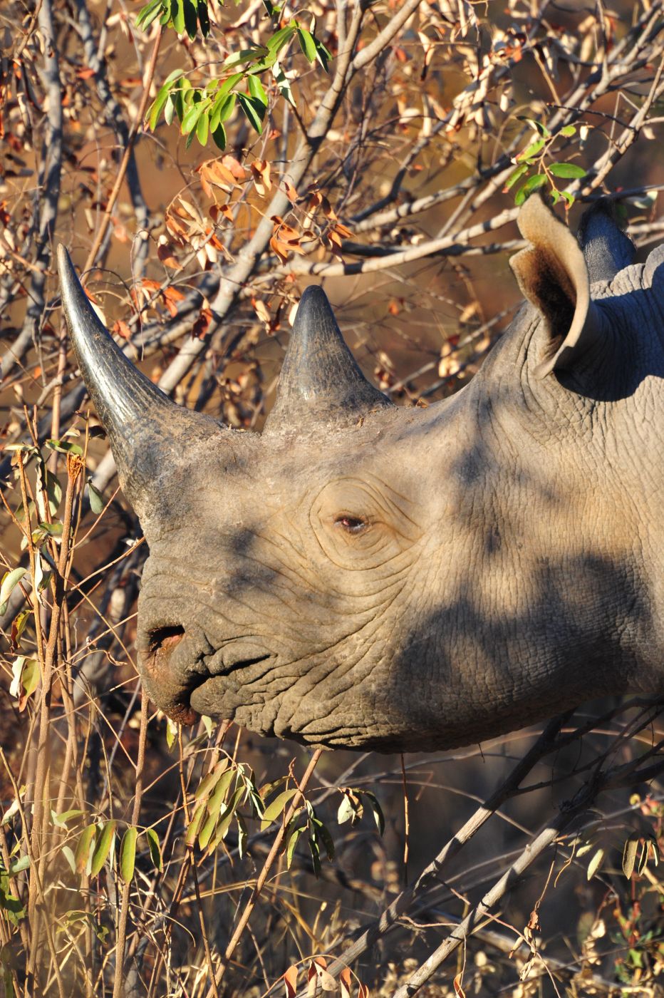 Black Rhino image taken on game drive at Kwa Maritane