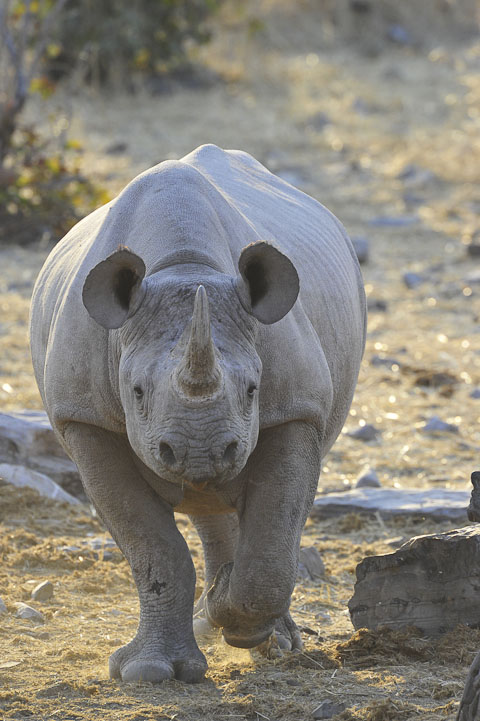 black rhino in etosha