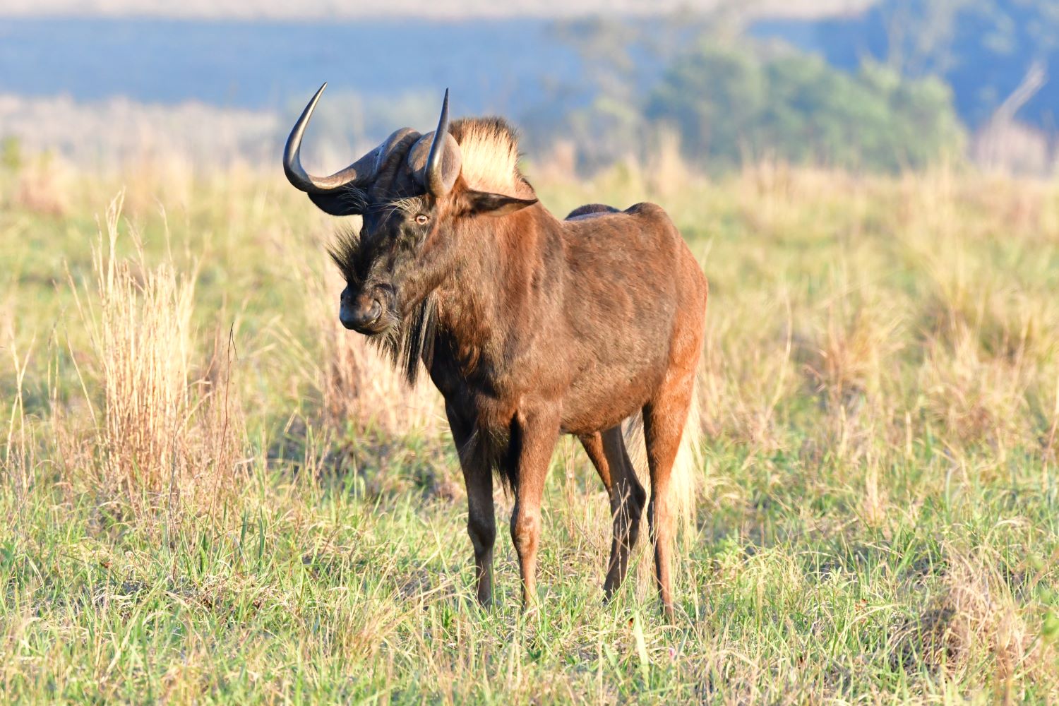 black wildebeest black wildebeest
