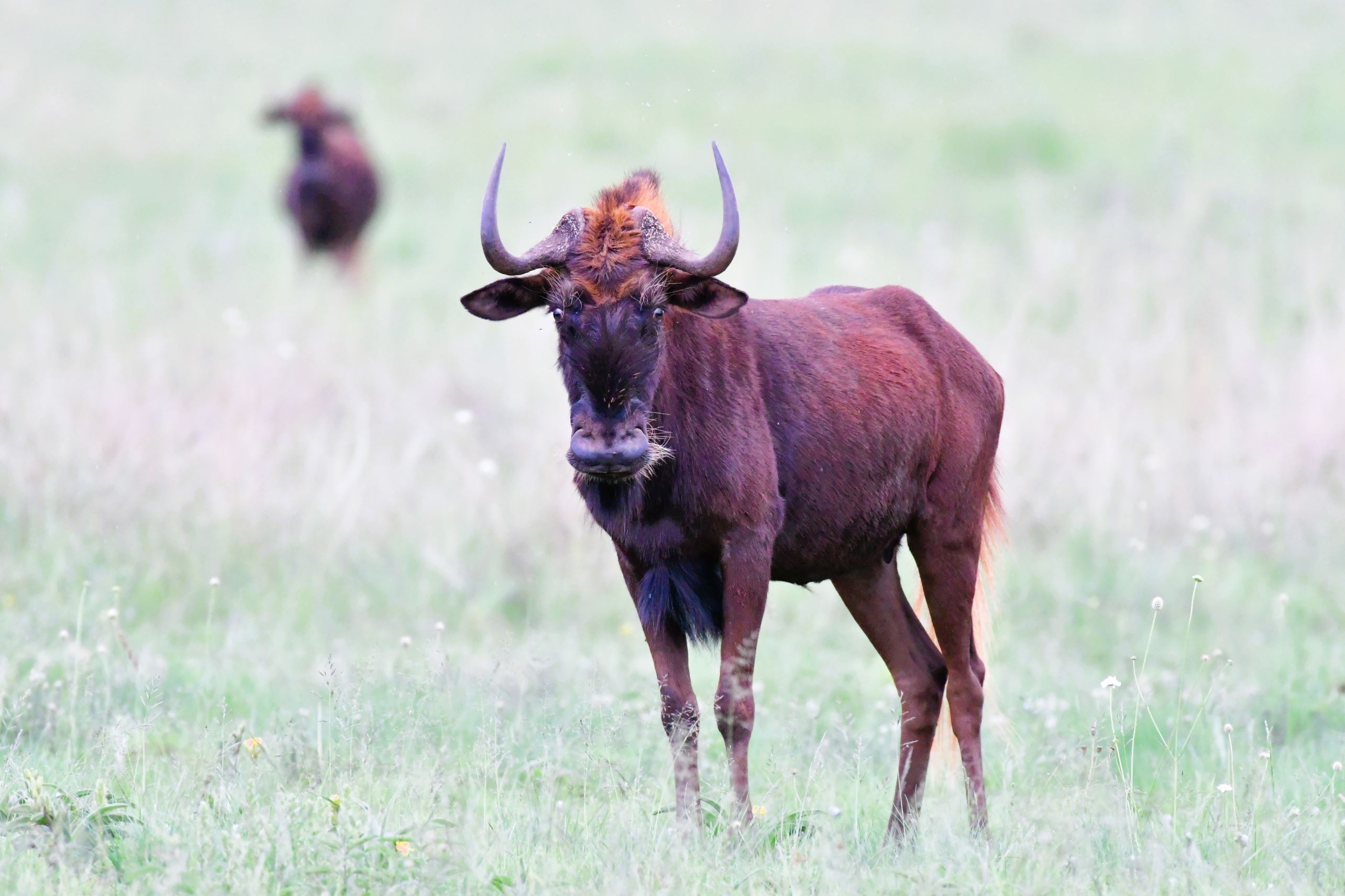 black wildebeest stare black wildebeest stare