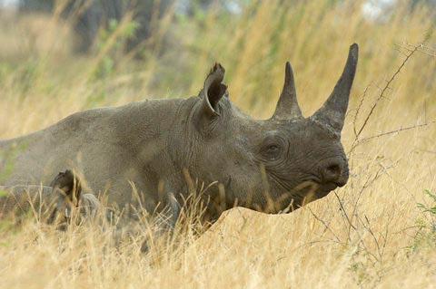 Black Rhino in Pilanesberg