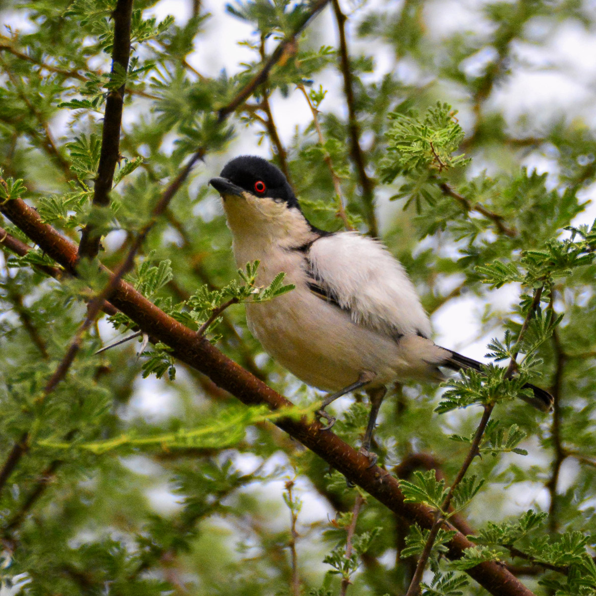 Blackbacked Puffback taken near Luvuvhu Bridge on a guided safari at Pafuri Camp in the Northern Kruger National Park