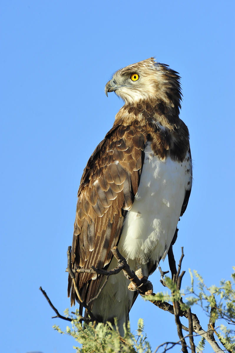 Black breasted eagle in the Nossob area