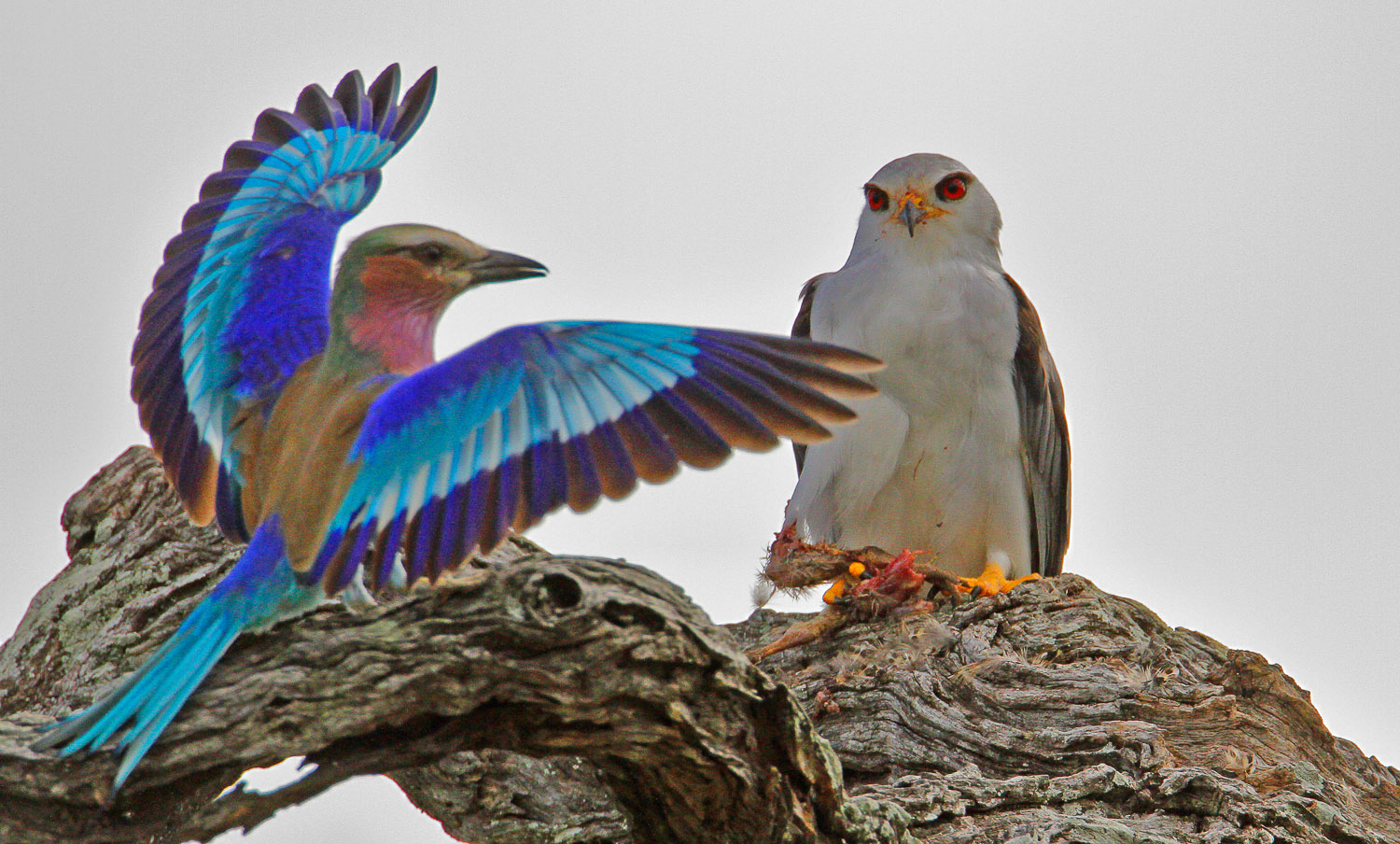 Lilacbreasted roller and black-shouldered kite in the Kruger National Park