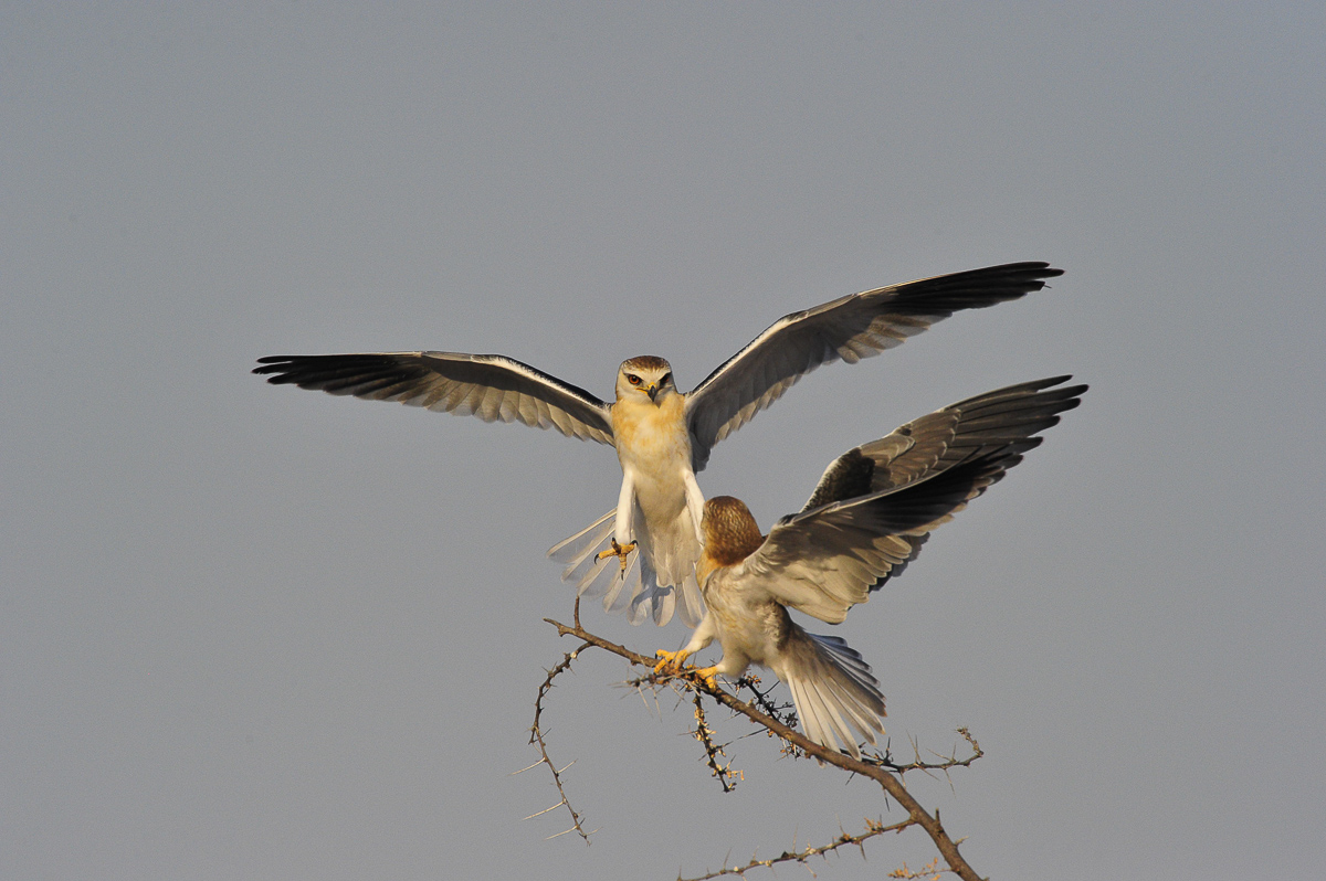 Black shouldered kites taken near Halali camp