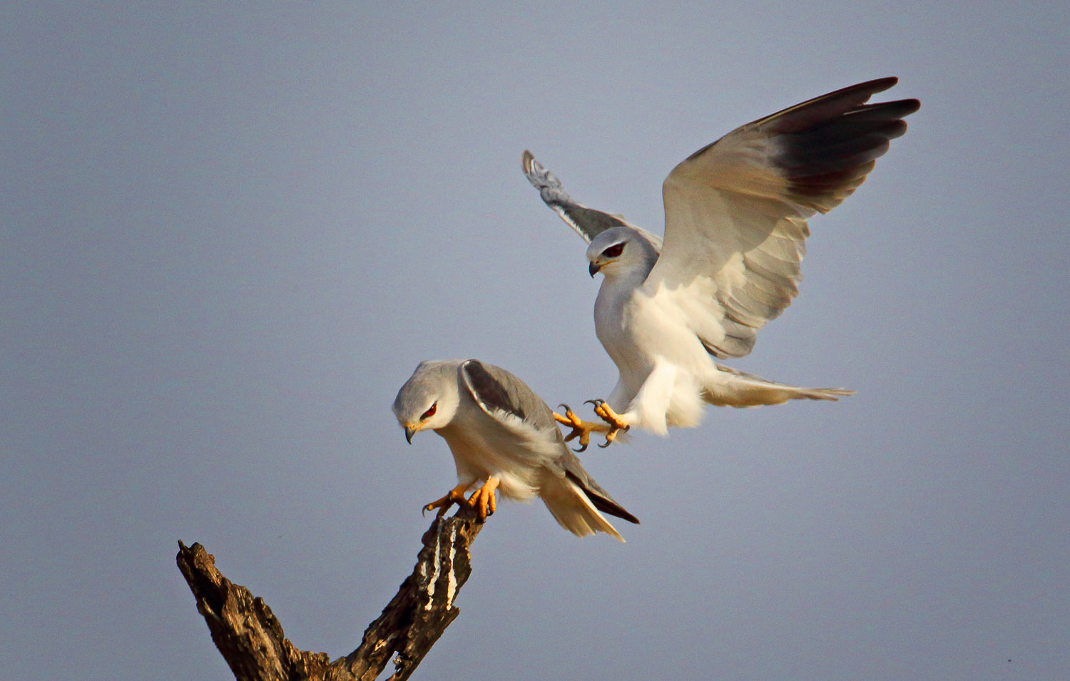 Black shouldered kites, image taken in the Kruger National Park on a self drive safar