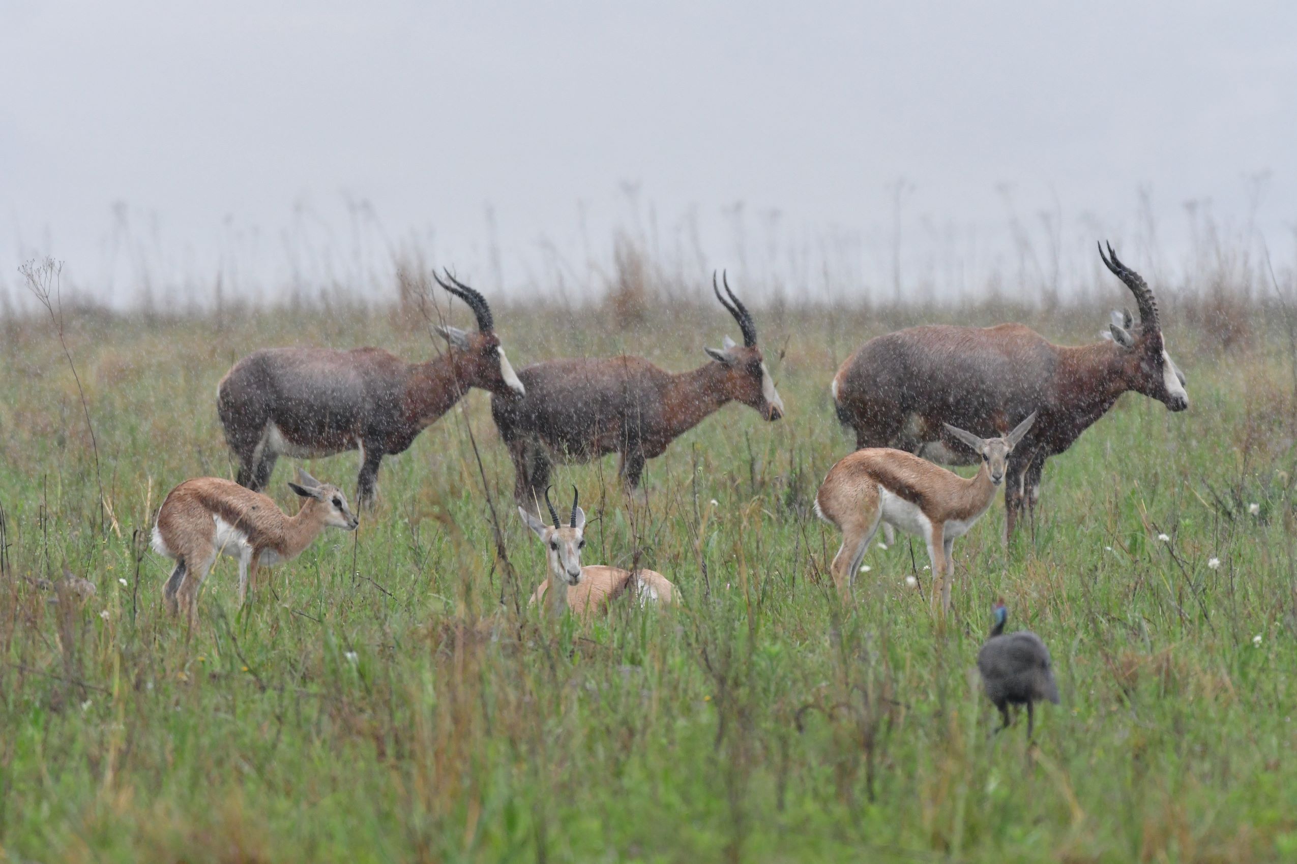 Blesbok and springbok in the rain Blesbok and springbok in the rain