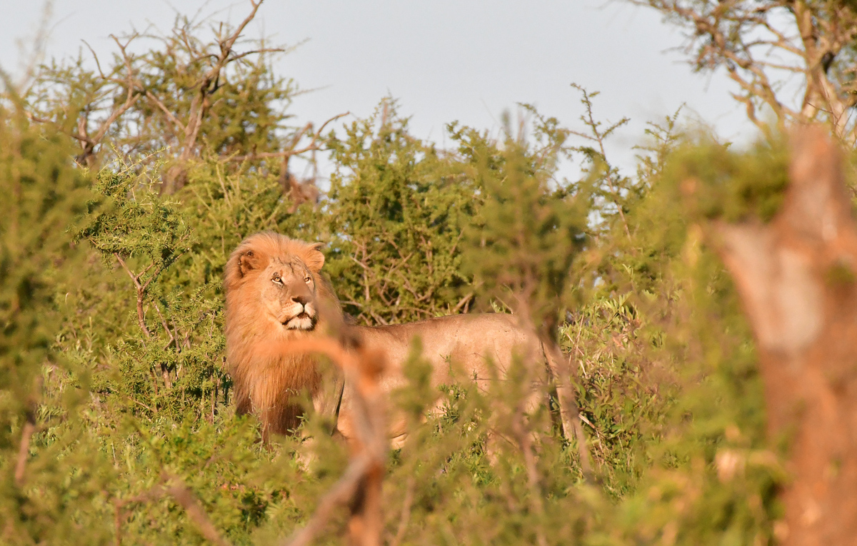 blondie Meyiwa male lion blondie Meyiwa male lion