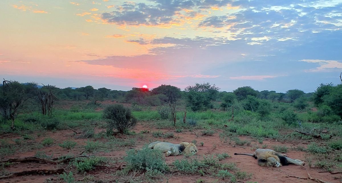 Blondie and darkmane at sunrise