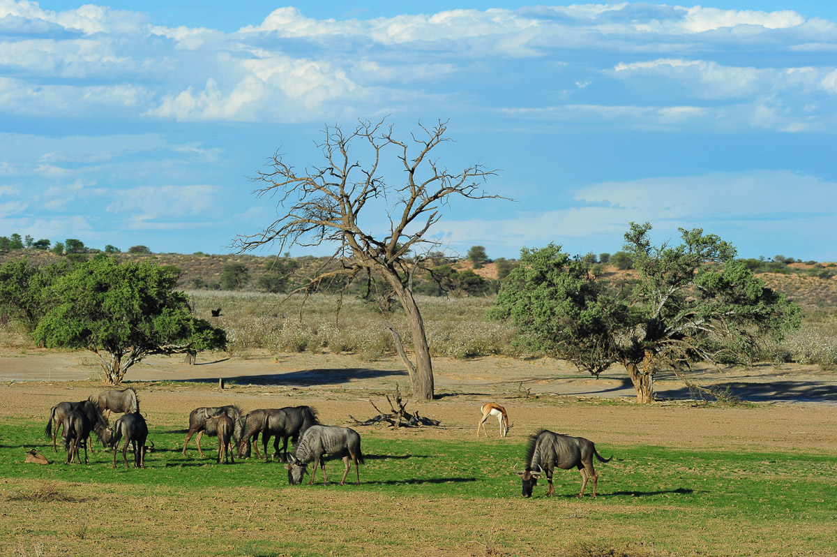 Animalscape of Blue Wildebeest and Springbok