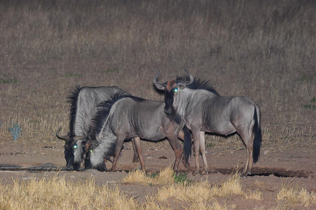 Blue wildebeest at the Urikaruus waterhole