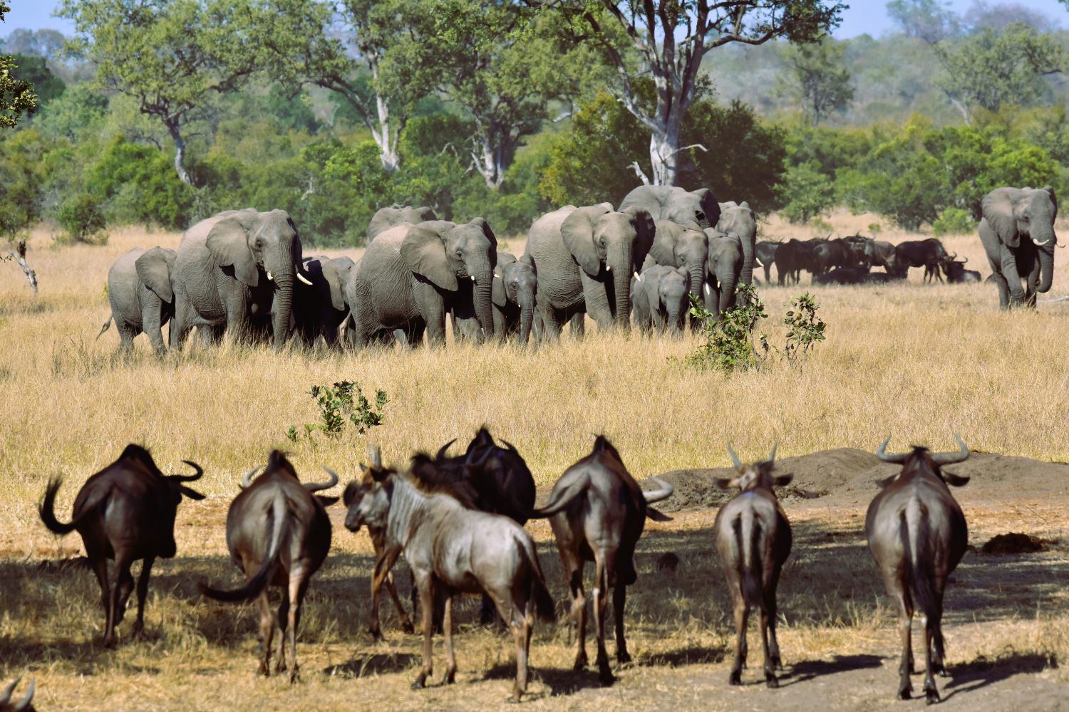 Blue Wildebeest and Elephant at Talamati Bush camps waterhole in the KNP Blue Wildebeest and Elephant at Talamati Bush camps waterhole in the KNP