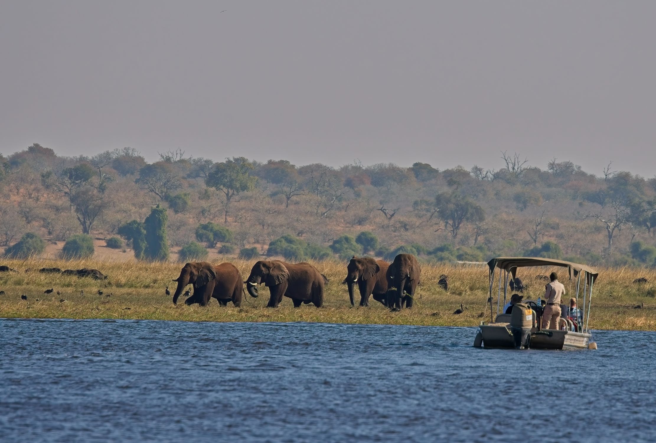 Elephant seen during the boat cruise at Cresta Mowana