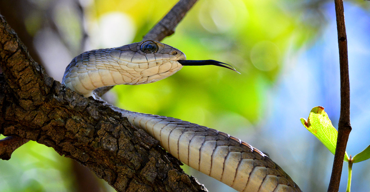 Boom slang found in camp in the Kruger National Park