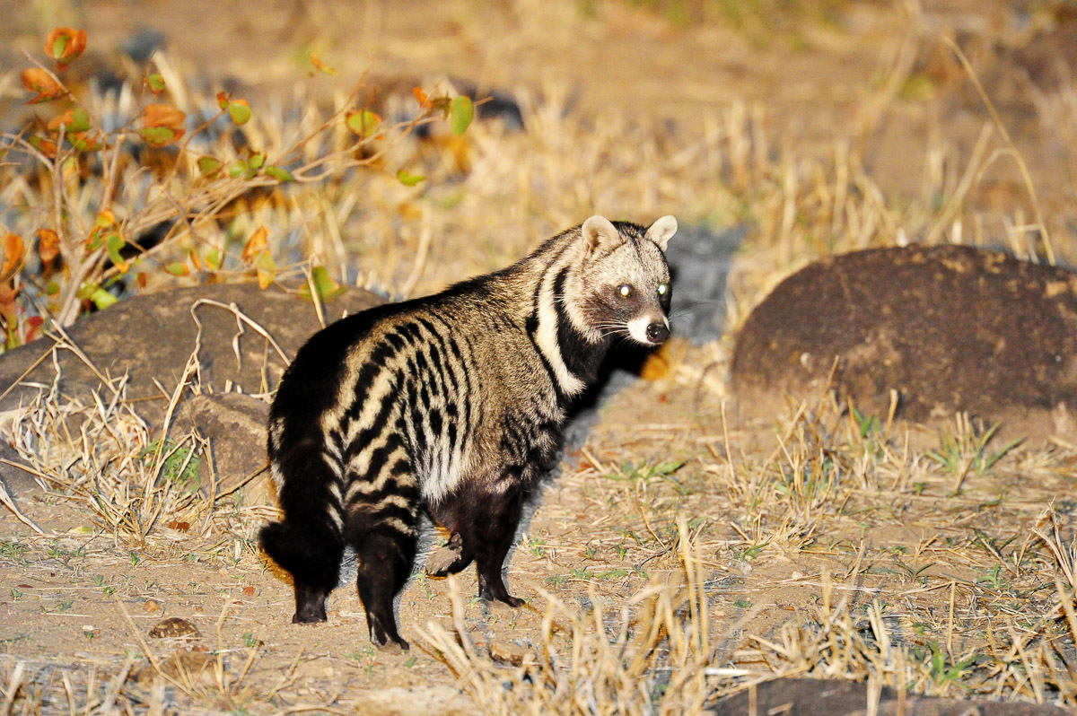 Civet at Boulders Bush Lodge