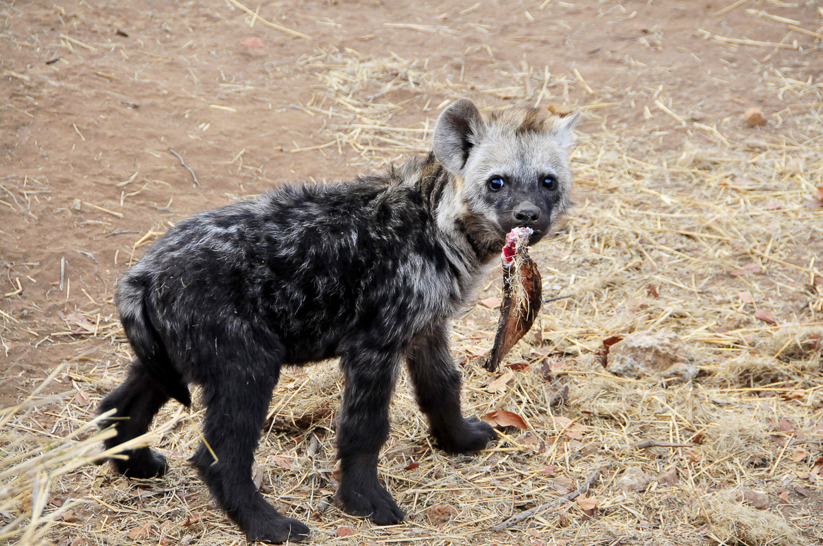 Hyena pup near Boulders Bush Lodge
