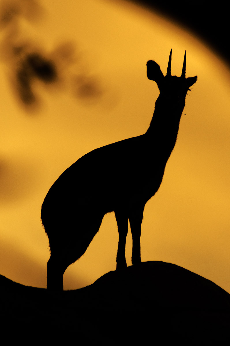 Klipspringer Silhouette at Boulders Bush Lodge