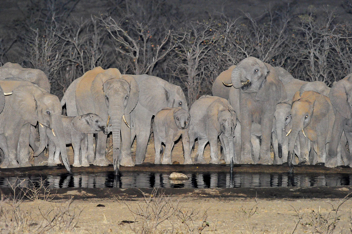 Elephant drinking at night at the Boulders Bush Lodge waterhole