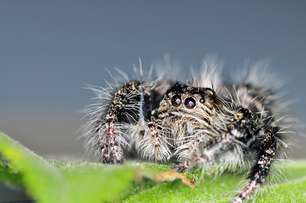 Boulders jumping spider