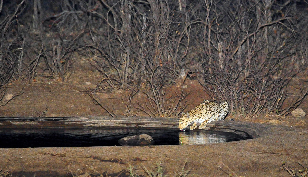 Leopard drinking at Boulders waterhole