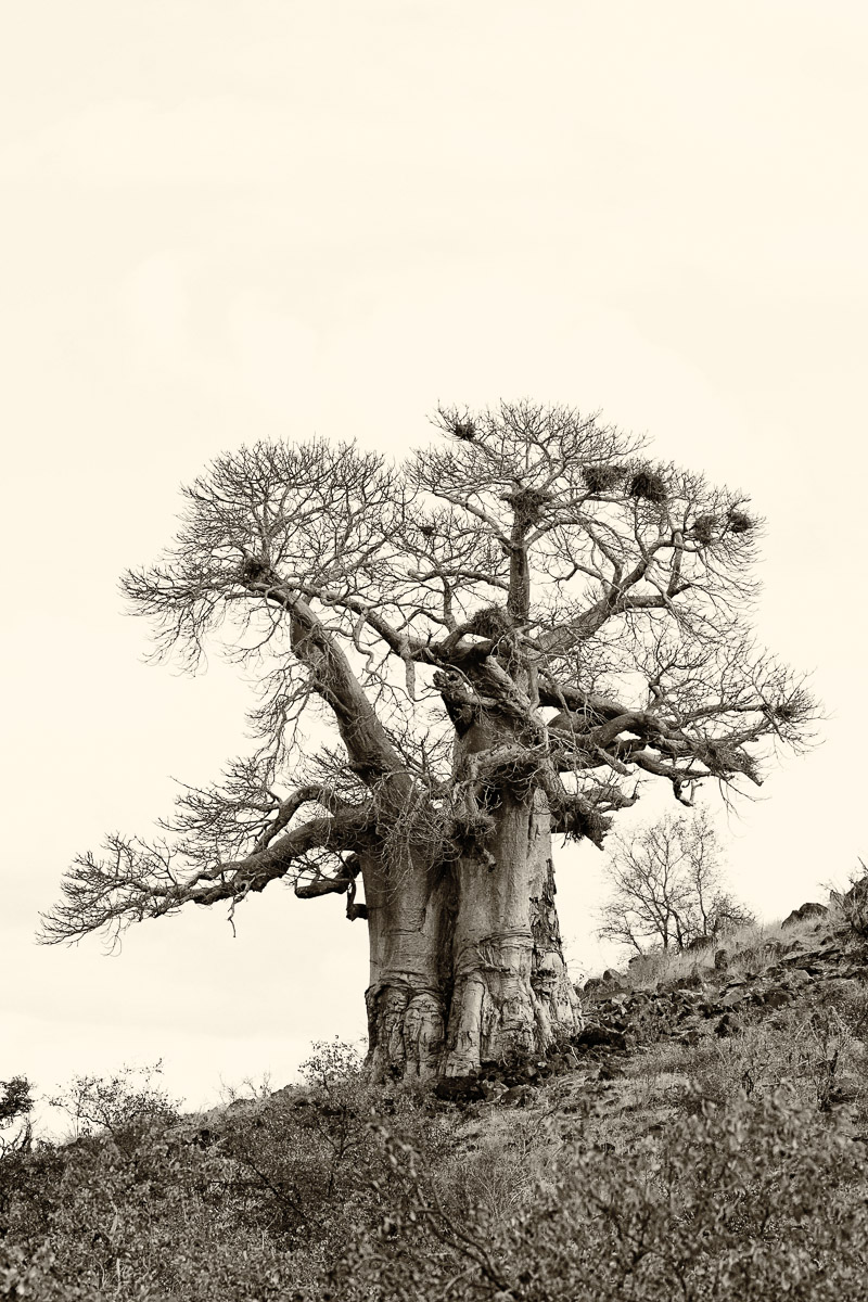 Bowkerkop-Baobab tree on H1-6 near Mopani camp in the Kruger National Park