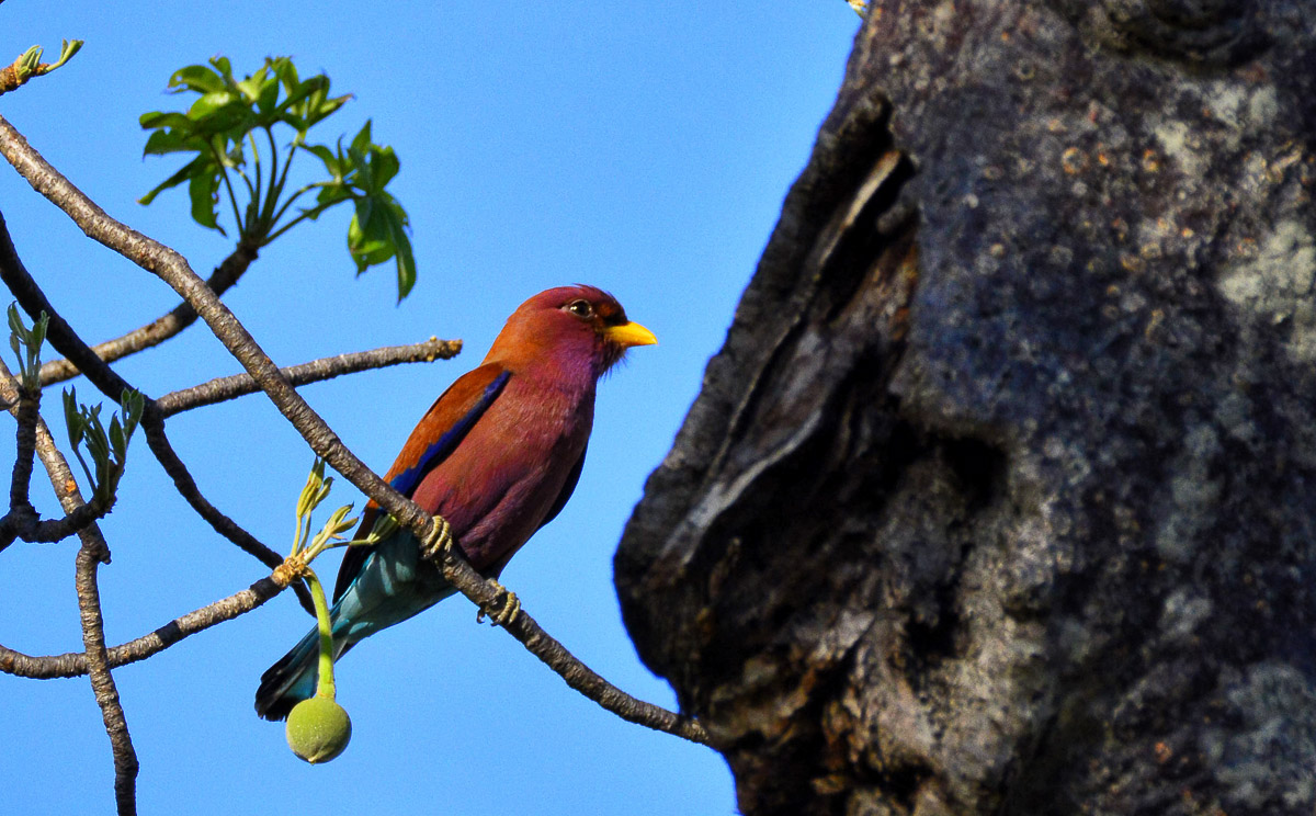 Broadbilled Roller, image taken on a guided Safari in the Pafuri area in the Northern Kruger National Park