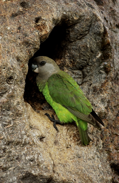 Brown headed Parrot nesting on Baobab tree near Olifants camp