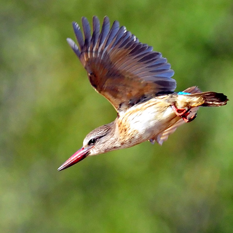 Brown-hooded Kingfisher - Pilanesberg