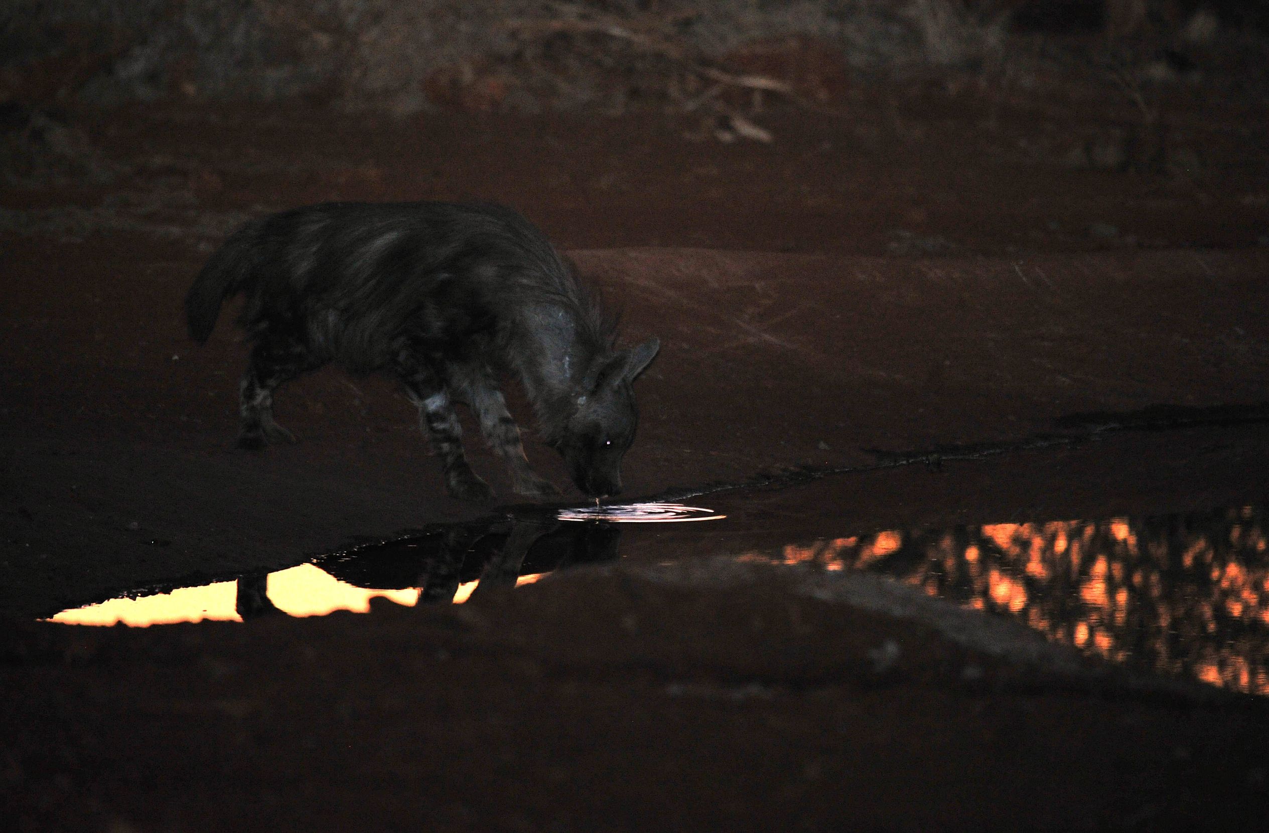 Brown Hyena at the Etali Safari Lodge waterhole taken at night