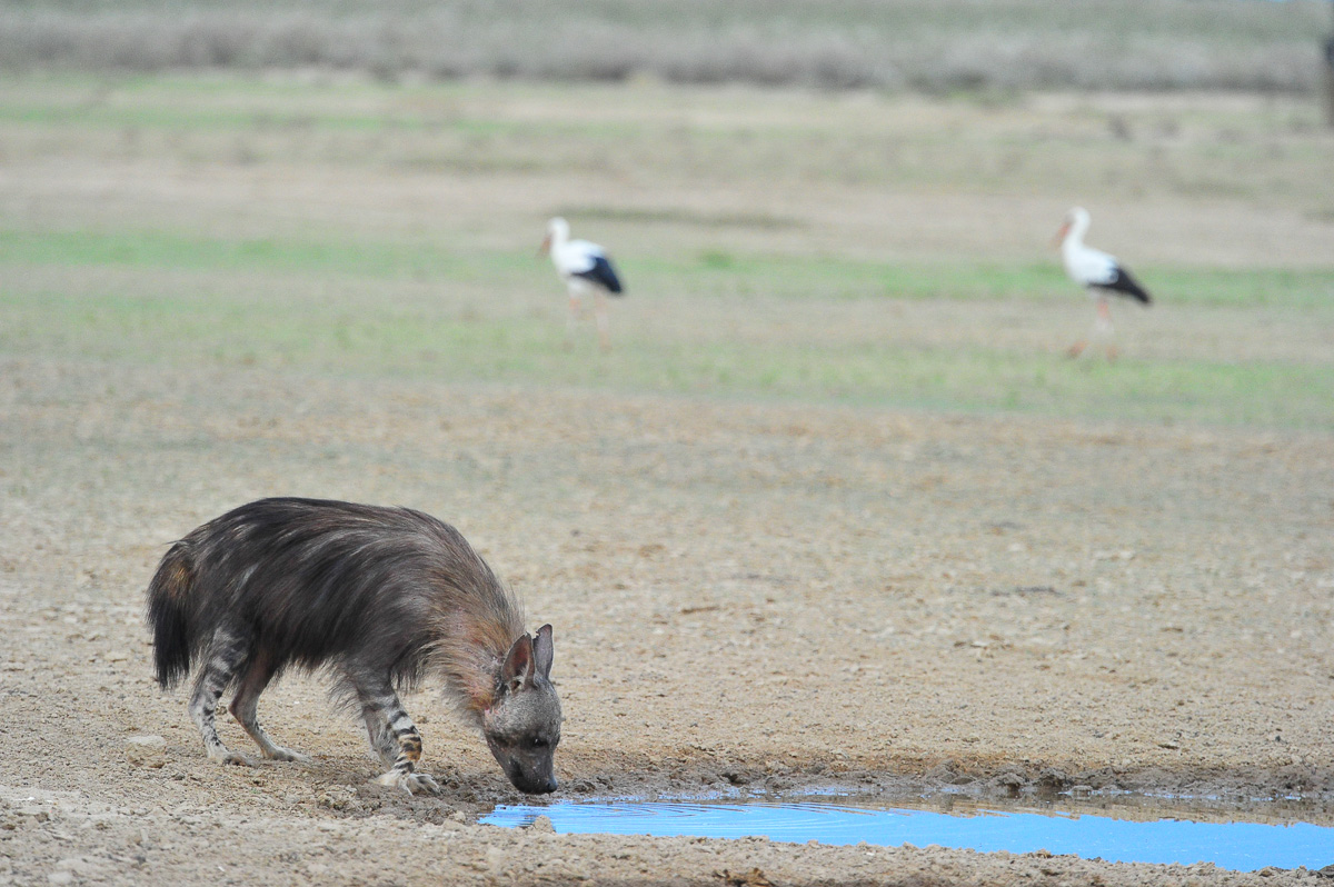 Brown hyena drinking at Polentswa waterhole in the Kgalagadi Transfrontier Park