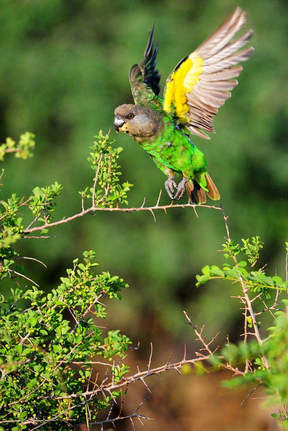 Brownheaded Parrot found on the H4-2 Near Lower Sabie in the Kruger National Park
